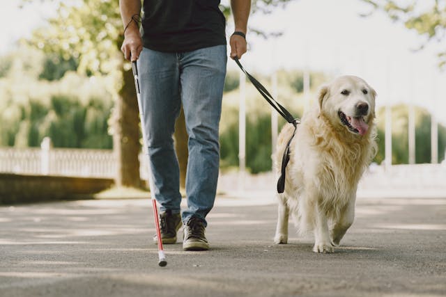 a guide dog with their owner